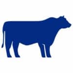 boeuf